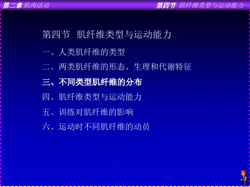 肌纤维类型