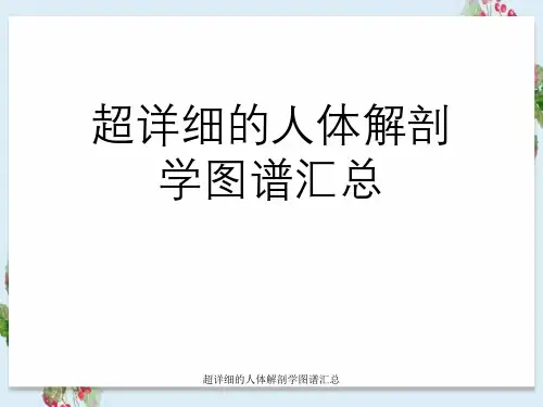 超详细人体解剖学图谱汇总