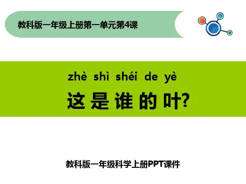 一年级科学上册PPT课件这是谁的叶