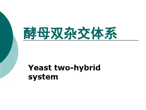 酵母双杂交体系Yeasttwo-hybridsystem酵母双杂交