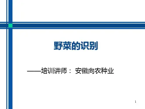 野菜的识别PPT课件