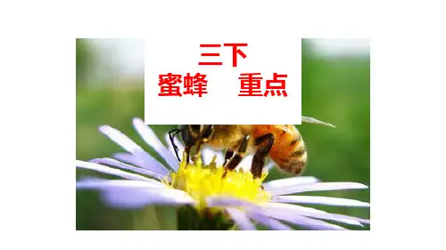 部编版三年级语文下册14.《蜜蜂》课件(共24张PPT)