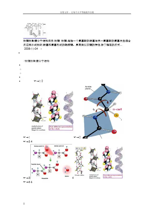 肽键肽聚糖分子结构图片互动百科