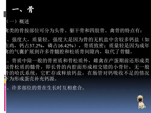 第十三章家禽解剖