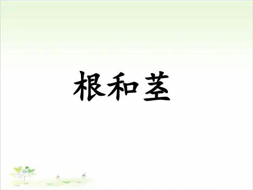 五年级上册科学-根和茎-冀教版(共18张)-PPT课堂课件
