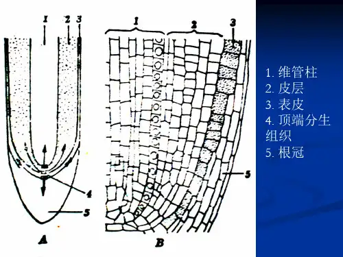 3.1.63.1.3根的发育植物学