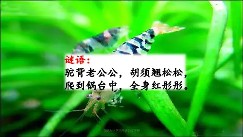 最新部编本人教版小学三年级下册15 小 课件(34张ppt)虾PPT课件