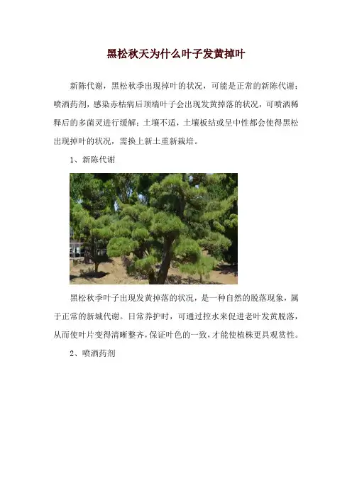 黑松秋天为什么叶子发黄掉叶