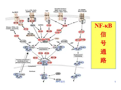 NF-KB信号通路  ppt课件