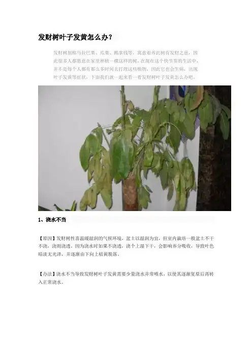 发财树叶子发黄怎么办