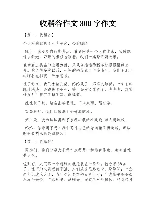 收稻谷作文300字作文