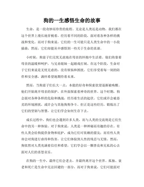 狗的一生感悟生命的故事