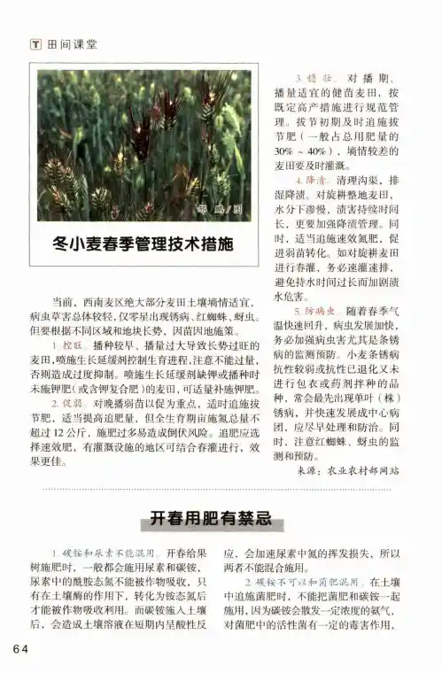 冬小麦春季管理技术措施