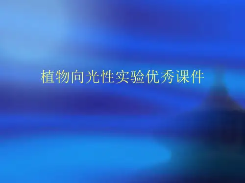 植物向光性实验优秀课件