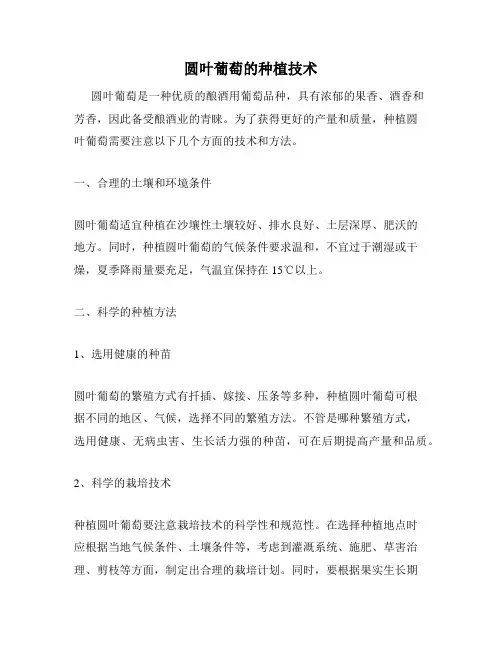 圆叶葡萄的种植技术