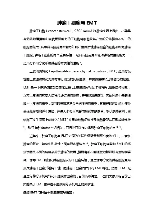 肿瘤干细胞与EMT