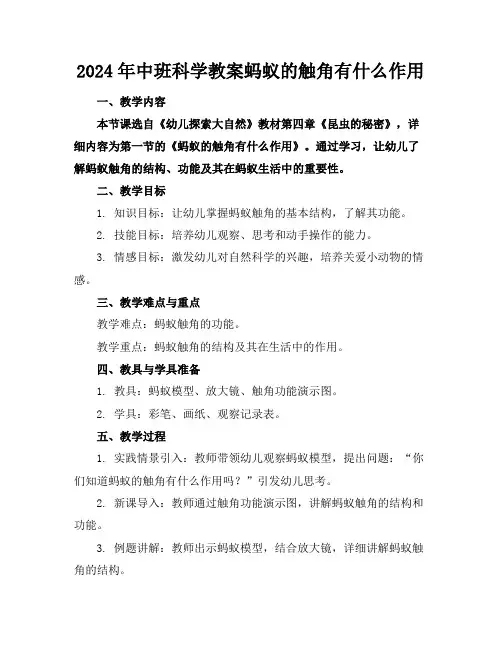 2024年中班科学教案蚂蚁的触角有什么作用