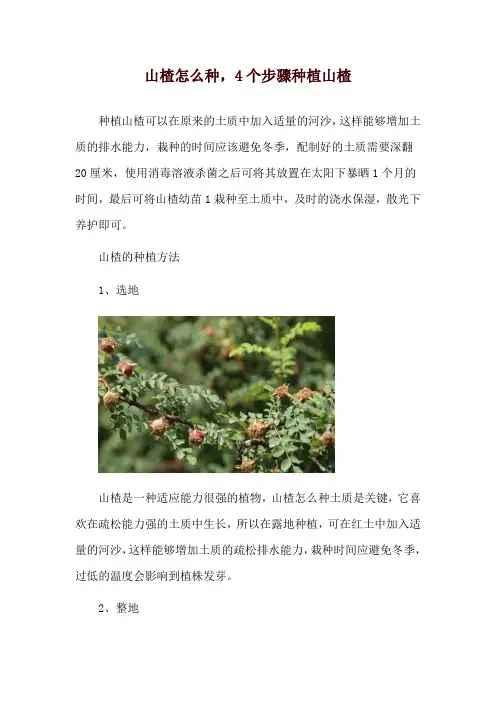山楂怎么种,4个步骤种植山楂