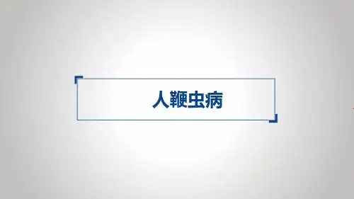人鞭虫
