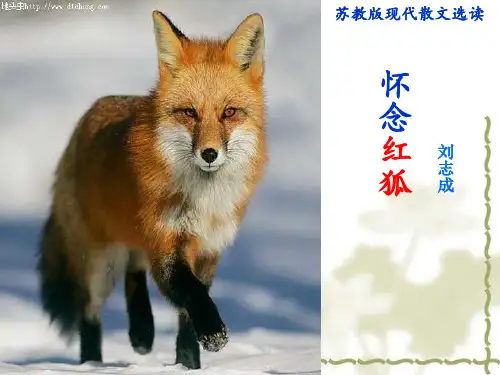高中语文苏教版现代散文选读(选修)： 怀念红狐 (2)