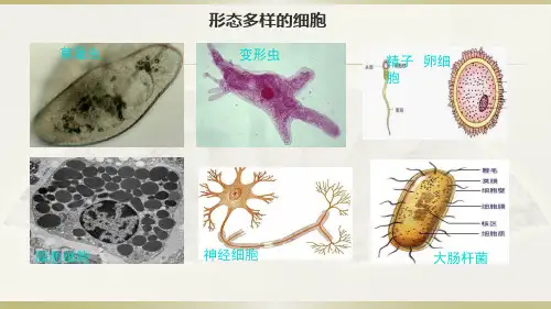 人教版高一生物必修一1.2原核细胞与真核细胞课件
