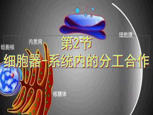 生物必修一第三章第二节细胞器