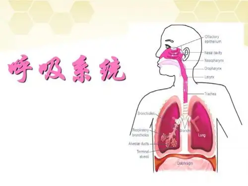6 呼吸系统