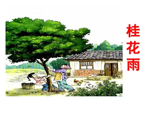 《桂花雨》PPT课件