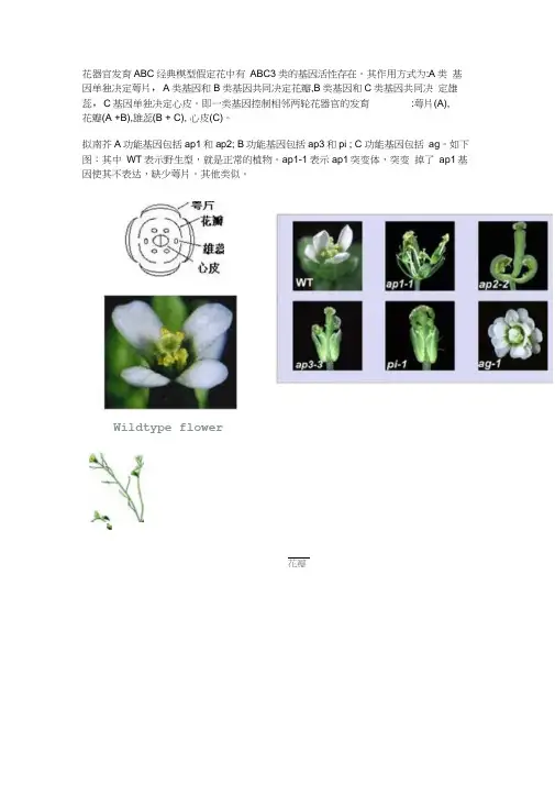 花发育ABC模型