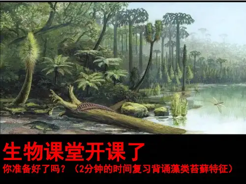 蕨类植物