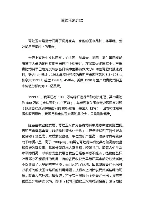 青贮玉米介绍