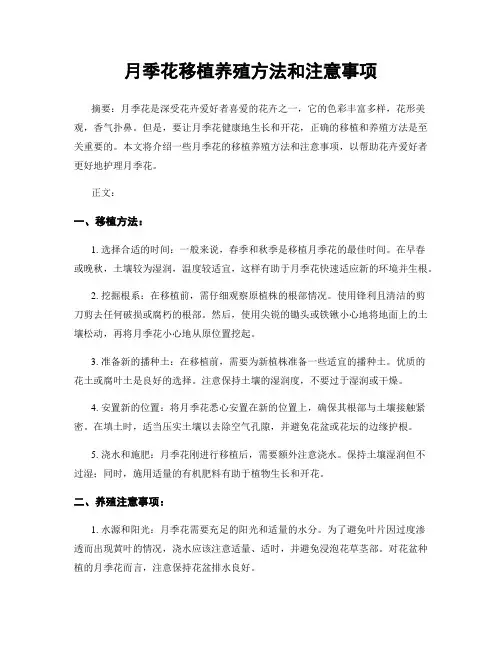 月季花移植养殖方法和注意事项