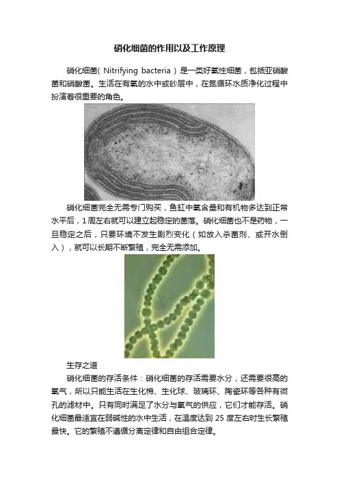 硝化细菌的作用以及工作原理