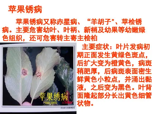 苹果锈病、果锈病、锈果病