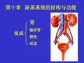 泌尿系统ppt课件