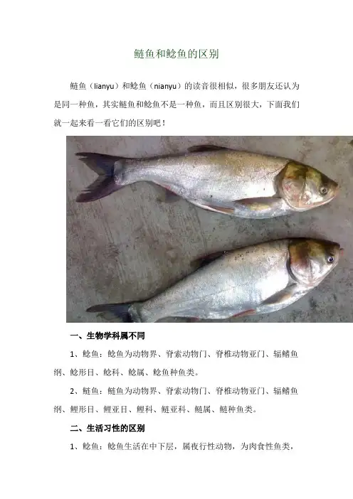 鲢鱼和鲶鱼的区别
