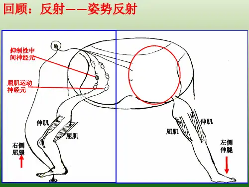 2.4 神经系统的分级调节 课件 【新教材】人教版高中生物选择性必修一(共21张PPT)