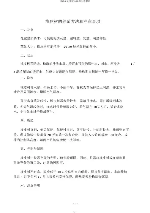 橡皮树的养殖方法和注意事项