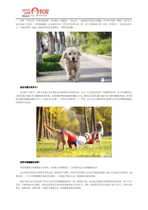 从小金毛到大金毛,狗狗如何才能健壮？
