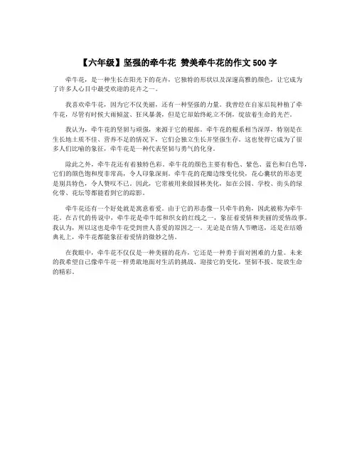 【六年级】坚强的牵牛花 赞美牵牛花的作文500字