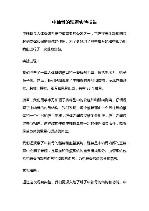 中轴骨的观察实验报告