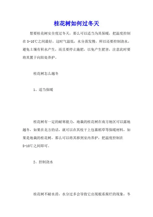 桂花树如何过冬天