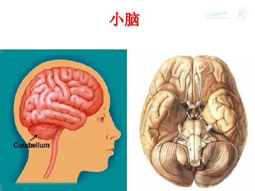 系解课件--小脑 间脑 端脑