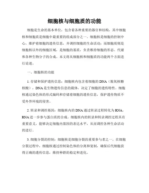 细胞核与细胞质的功能