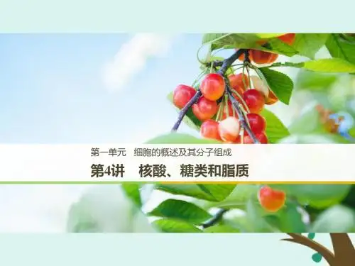 高考生物一轮复习课件第一单元 第4讲 核酸、糖类和脂质
