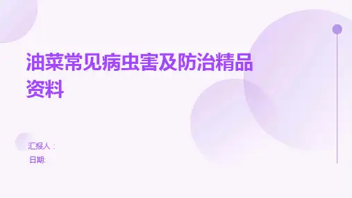 油菜常见病虫害及防治精品资料