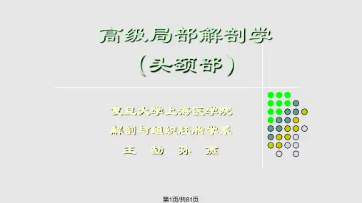 局部解剖学PPT课件