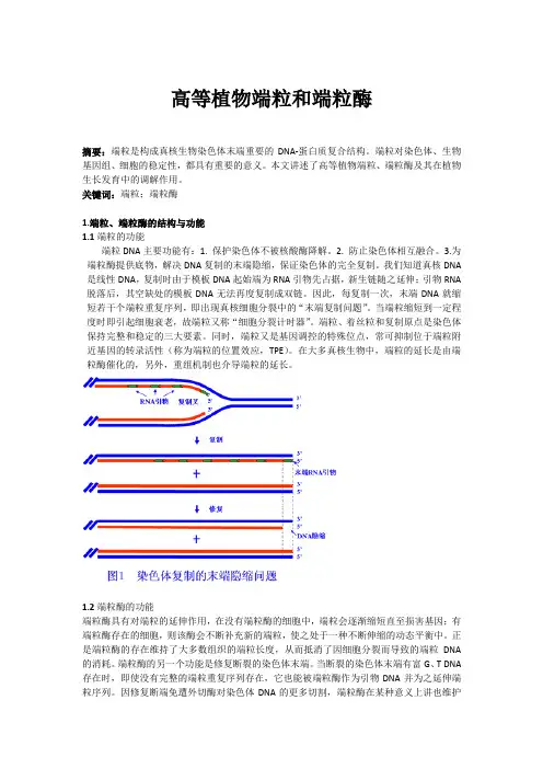 高等植物端粒和端粒酶