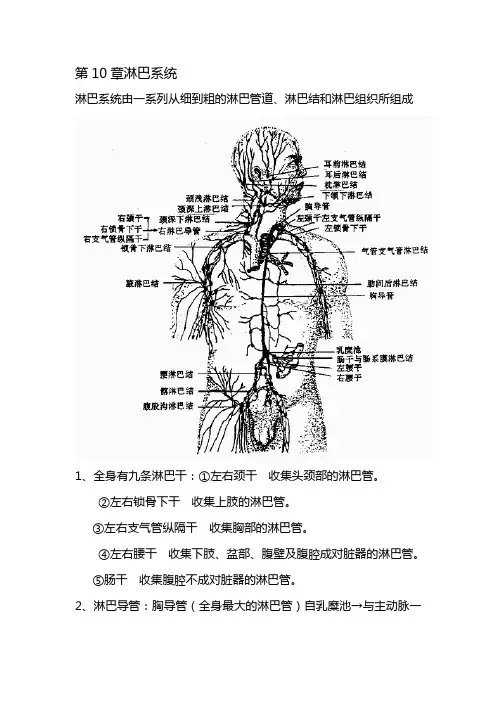 系统解剖学淋巴及感觉器官