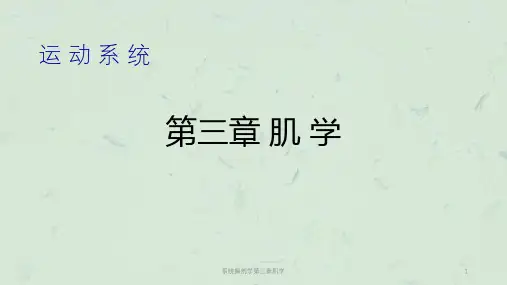 系统解剖学第三章肌学课件
